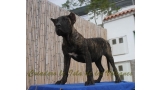 Dogo Canario. FANNY DE LA ISLA DE LOS VOLCANES.