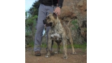 Dogo Canario. Estela De La Isla De Los Volcanes con 16 meses.