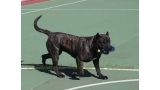 Dogo Canario. FANNY DE LA ISLA DE LOS VOLCANES en 2016.
