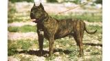 Dogo Canario. Argual.