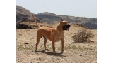 Dogo Canario. Turco De La Isla De Los Volcanes con 12 meses.