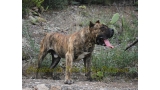 Dogo Canario. Lancelot De La Isla De Los Volcanes.