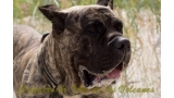 Dogo Canario. Hurcan De La Isla De Los Volcanes.