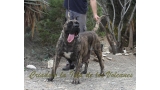 Dogo Canario. Faina De La Isla De Los Volcanes en 2012.