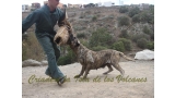 Dogo Canario. Faina De La Isla De Los Volcanes. Prueba de Caracter.