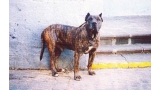 Dogo Canario. Tana.