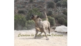 Dogo Canario. Faina De La Isla De Los Volcanes. Prueba de Caracter.
