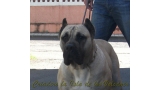 Dogo Canario. Vicky De La Isla De Los Volcanes en 2013.