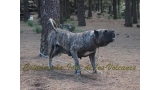 Dogo Canario. Faina De La Isla De Los Volcanes en 2012.