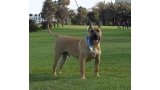 Dogo Canario. Turco De La Isla De Los Volcanes de joven.