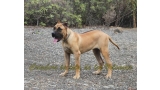 Dogo Canario. Sylka De La Isla De Los Volcanes.