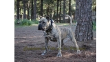 Dogo Canario. Estela De La Isla De Los Volcanes con 20 meses.