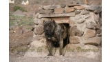 Dogo Canario. Fiona De La Isla De Los Volcanes.