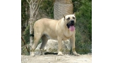 Dogo Canario. Khiara De La Isla De Los Volcanes.