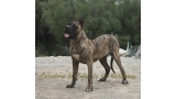 Dogo Canario. Nazaret De La Isla De Los Volcanes.