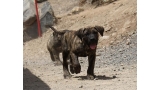 Dogo Canario. Faraon De La Isla De Los Volcanes de cachorro.