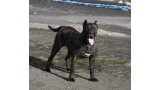 Dogo Canario. FANNY DE LA ISLA DE LOS VOLCANES con 8 meses.