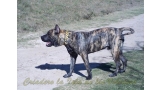Dogo Canario. Narco De La Isla De Los Volcanes.