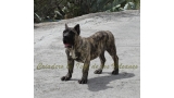 Dogo Canario. Hurcan De La Isla De Los Volcanes.
