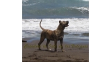 Dogo Canario. Estela De La Isla De Los Volcanes de joven.