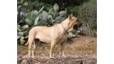 Dogo Canario. Vera I De La Isla De Los Volcanes.