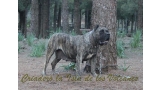 Dogo Canario. Faina De La Isla De Los Volcanes en 2012.