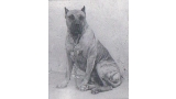 Dogo Canario. Fotos Historicas. Kabul.