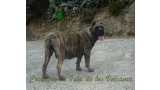 Dogo Canario. Faina De La Isla De Los Volcanes.