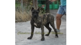 Dogo Canario. Nerón De La Isla De Los Volcanes.
