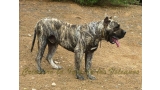 Dogo Canario. Jairo De La Isla De Los Volcanes.