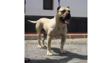 Dogo Canario. Danko De La Isla De Los Volcanes. Dogo Canario. Danko De La Isla De Los Volcanes.