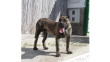Dogo Canario. Faraon De La Isla De Los Volcanes con 17 meses.