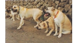 Dogo Canario. Grupo de Ejemplares.