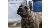 Dogo Canario. Faraon De La Isla De Los Volcanes con 8 meses.