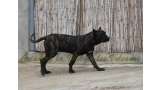Dogo Canario. FRANCO DE LA ISLA DE LOS VOLCANES de cachorro.