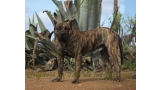 Dogo Canario. Faraon De La Isla De Los Volcanes con 17 meses.