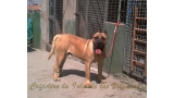 Dogo Canario. Roko De La Isla De Los Volcanes.