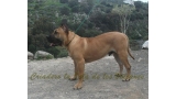 Dogo Canario. Turco De La Isla De Los Volcanes con 8 meses.