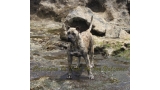 Dogo Canario. Estela De La Isla De Los Volcanes de joven.