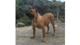 Dogo Canario. Turco De La Isla De Los Volcanes con 8 meses.
