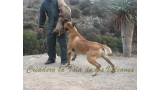Dogo Canario. Turco De La Isla De Los Volcanes. Prueba de Caracter.