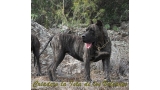 Dogo Canario. Cora De La Isla De Los Volcanes con 15 meses.