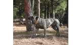 Dogo Canario. Wayra De La Isla De Los Volcanes.