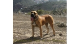 Dogo Canario. Tajan De La Isla De Los Volcanes.