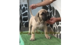 Dogo Canario. Vicky De La Isla De Los Volcanes con 3 meses.