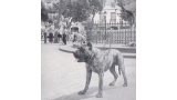 Dogo Canario. Fotos Historicas. Muesta Popular.