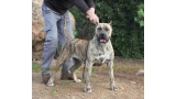 Dogo Canario. Estela De La Isla De Los Volcanes con 16 meses.