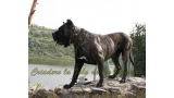 Dogo Canario. FRANCO DE LA ISLA DE LOS VOLCANES con 19 meses.