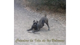 Dogo Canario. Faina De La Isla De Los Volcanes.