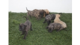 Dogo Canario. Camada 2016.